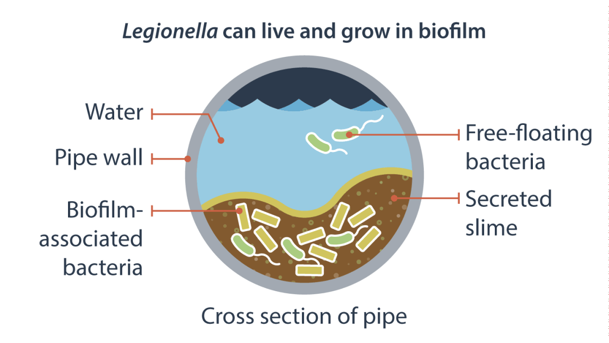 Legionella can live and grow in biofilm. Cross section of pipe; water, pipe wall, biofilm-associated bacteria, free-floating bacteria, and secreted slime.