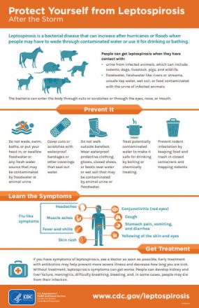 Protect Yourself from Leptospirosis print poster