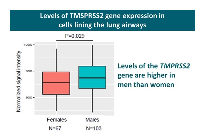 Figure shows TMPRSS2 mRNA expression levels in cells lining the lung airways from men and women.