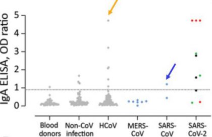 Validation of the specificity of commercial ELISAs for detection of IgG and IgA against SARS-CoV-2 spike protein subunit 1. Gray dots indicate healthy blood donors, non-CoV respiratory infections, and HCoV infections; blue dots indicate non-SARS-CoV-2 zoonotic coronavirus infections (MERS-CoV and SARS-CoV-1); cohort of SARS-CoV-2 infection indicated by red dots (severe infection) and black and green dots (mild infection). Dotted horizontal lines indicate ELISA positive cutoff values. Dots for SARS-CoV-2 below this line were from ≤ 8 days after onset of illness.