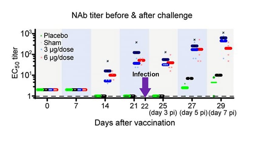 SARS-CoV-2-specific neutralizing antibody levels (in the y-axis) after vaccination and subsequent challenge with SARS-CoV-2 for placebo, sham, medium vaccine dose, and high vaccine dose groups.