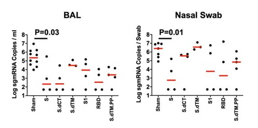Peak SARS-CoV-2 viral loads (median shown in red) during the 14 days following infection, by vaccination group (receipt of one of six variants of the SARS-CoV-2 Spike protein or sham dose), and among BAL (left) and nasal swab (right) samples taken from 35 rhesus macaques.