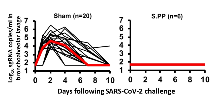 Viral load in bronchoalveolar lavage in (left) sham controls and (right) in vaccinated (Ad26.SPP vaccine) animals at baseline and following SARS-CoV-2 challenge.