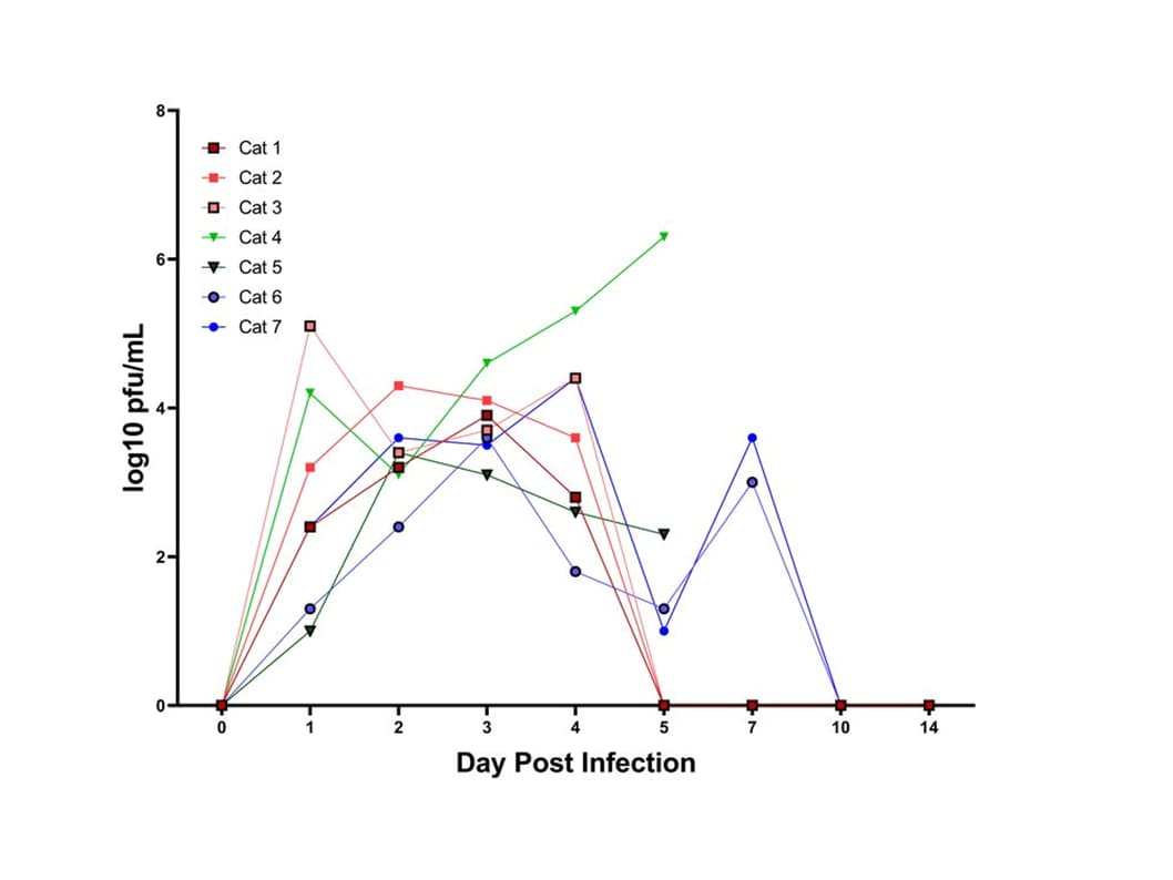 Shedding of SARS-CoV-2 detected by plaque assay from nasal secretions of cats.