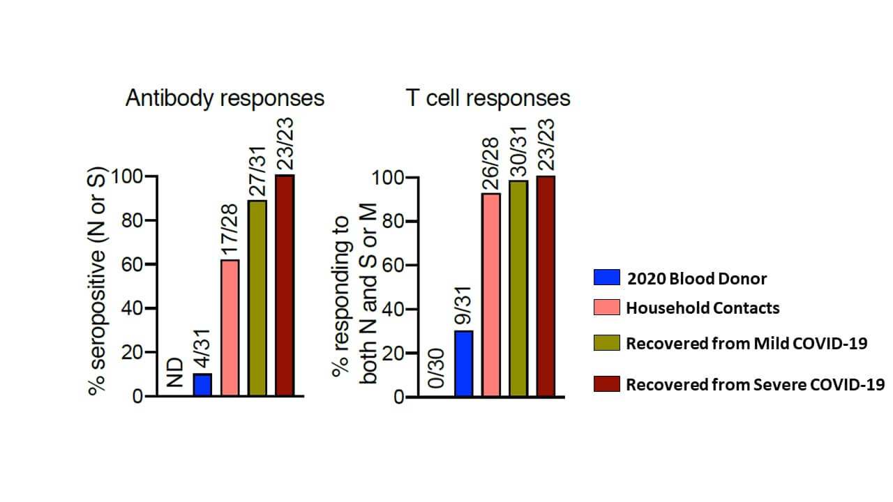 Antibody (left) and T cell (right) responses from 2020 blood donors, household contacts and those recovered from mild or severe COVID-19.