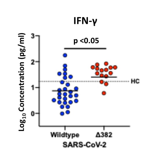Higher INF- levels in patients without pneumonia infected with Δ382 variant (n = 16) compared with wild type (n = 28) SARS-CoV-2. Black dotted line assumed to be median level for 23 healthy controls (HC).