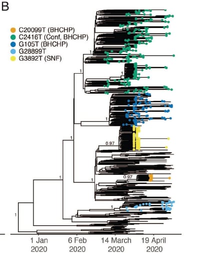 Phylogenetic tree demonstrating superspreading events from a conference (Conf) that spread to a homeless shelter (BHCHP) (C2416T) and had sustained transmission vs independent non-sustained superspreading events in the same shelter (G105T, C20099T) and a skilled nursing facility (G2892T).