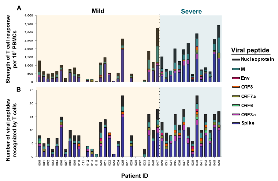 Two figures, a and b with a: Peripheral blood  mononuclear cell responses in severe and mild cases when stimulated with viral peptides. b: Number of viral peptides recognized in severe and mild cases.