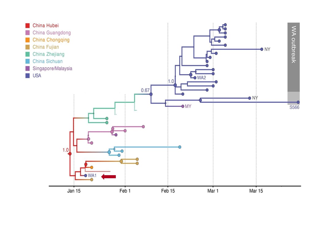 Phylogenetic tree depicting the evolutionary relationships inferred between WA1 (the first identified US COVID-19 case, lower left of graph, red arrow), the clade associated with the Washington State outbreak and related viruses (gray box); and closely related viruses identified in multiple locations in Asia.