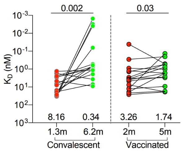 Graphs showing antibodies to paired memory B-cell clones for convalescent and vaccinated