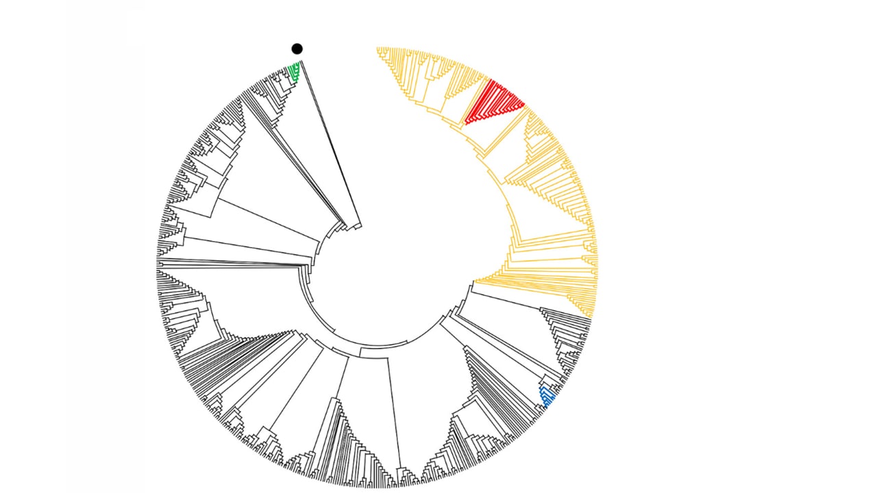 Global phylogenetic tree showing relationship between genome sequences of SARS-CoV-2 from mink and humans at 3 mink farms in Denmark, June-July 2020