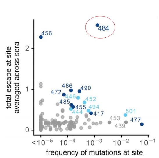 Chart showing effects of mutations on serum antibody binding versus frequency of mutations at each site among all SARS-CoV-2 sequences reported in GISAID as of December. 23, 2020.