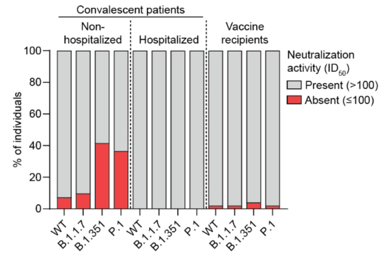 Graph showing presence or absence of neutralizing antibodies against wild-type SARS-CoV-2 and 3 variants