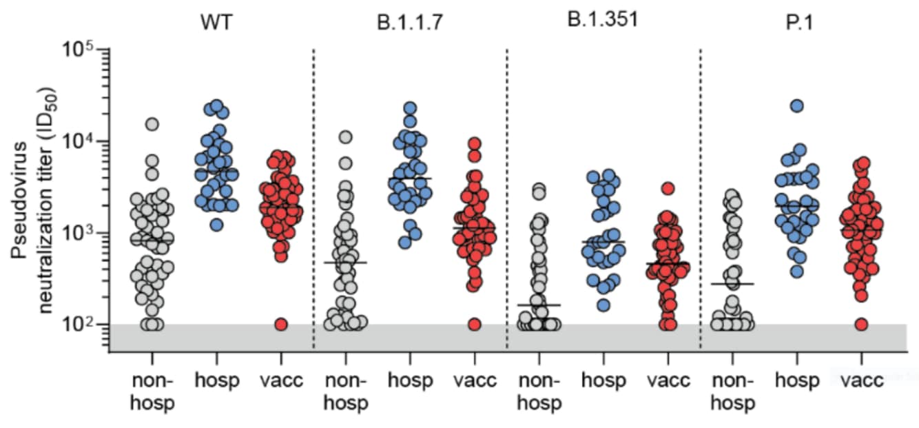 Graph showing neutralizing antibody titers against wild-type SARS-CoV-2 and 3 variants