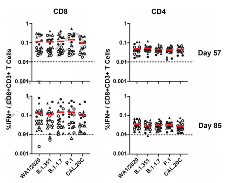 Graphs showing cellular immune responses to SARS-CoV-2 variants