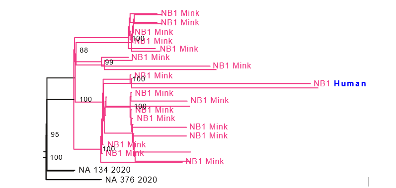 Phylogenetic tree of mink and human sequences found in a single farm (NB1) in the Netherlands and the closest matching human sequences from the national SARS-CoV-2 database (NA 134 2020, and NA 376 2020).