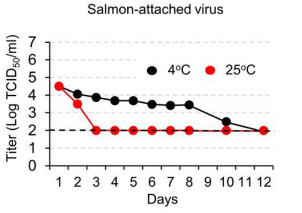 Titer of tissue culture infectious dose of SARS-CoV-2 recovered from virus-treated salmon stored for various lengths of time at 4°C or 25°C.