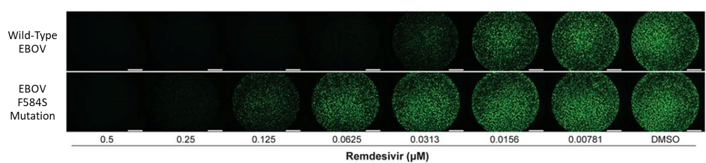 Fluorescence micrographs of Wild-type EBOV or EBOV F584S-mutated-infected cells treated with serial dilutions of remdesivir or control.