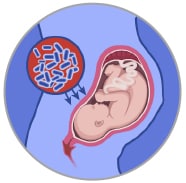 Illustration of an unborn baby inside the body.
