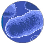 Illustration of the Listeria pathogen