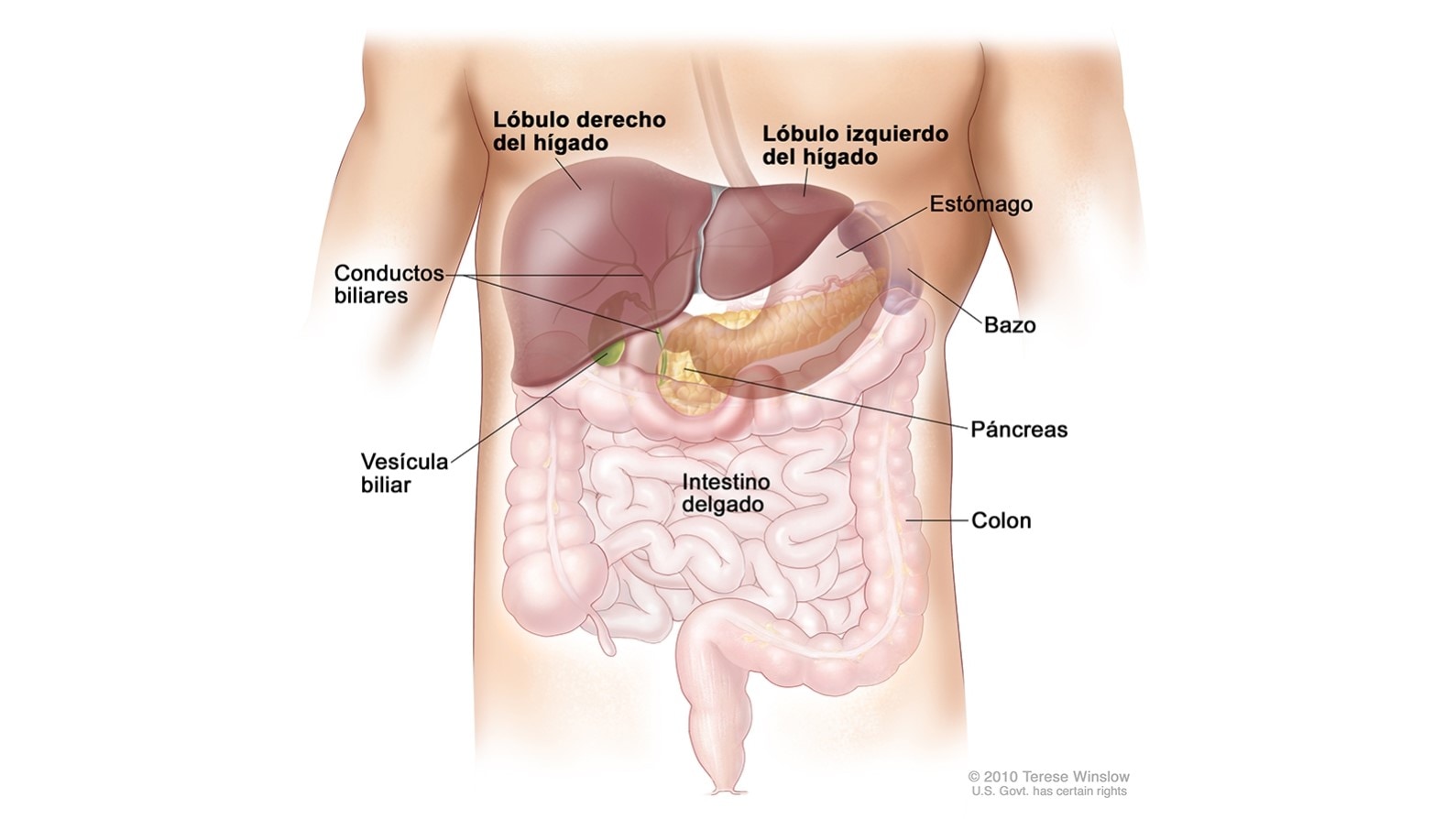 Diagrama del hígado y conductos biliares