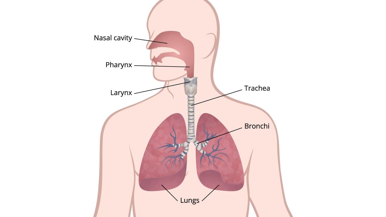 Illustration of the respiratory system showing the lungs, bronchi, trachea, larynx, pharynx, and nasal cavity