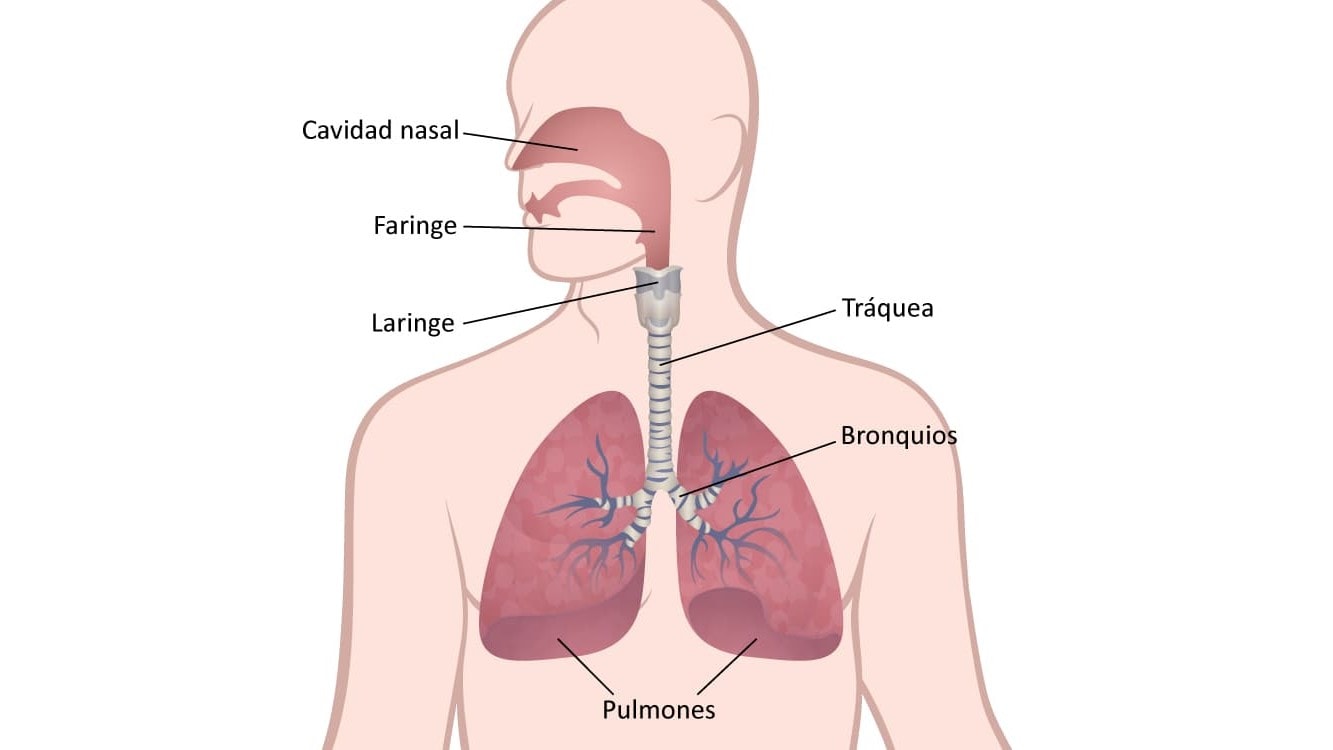 Ilustración médica del sistema respiratorio muestra los pulmones, bronquios, tráquea, laringe, faringe y cavidad nasal