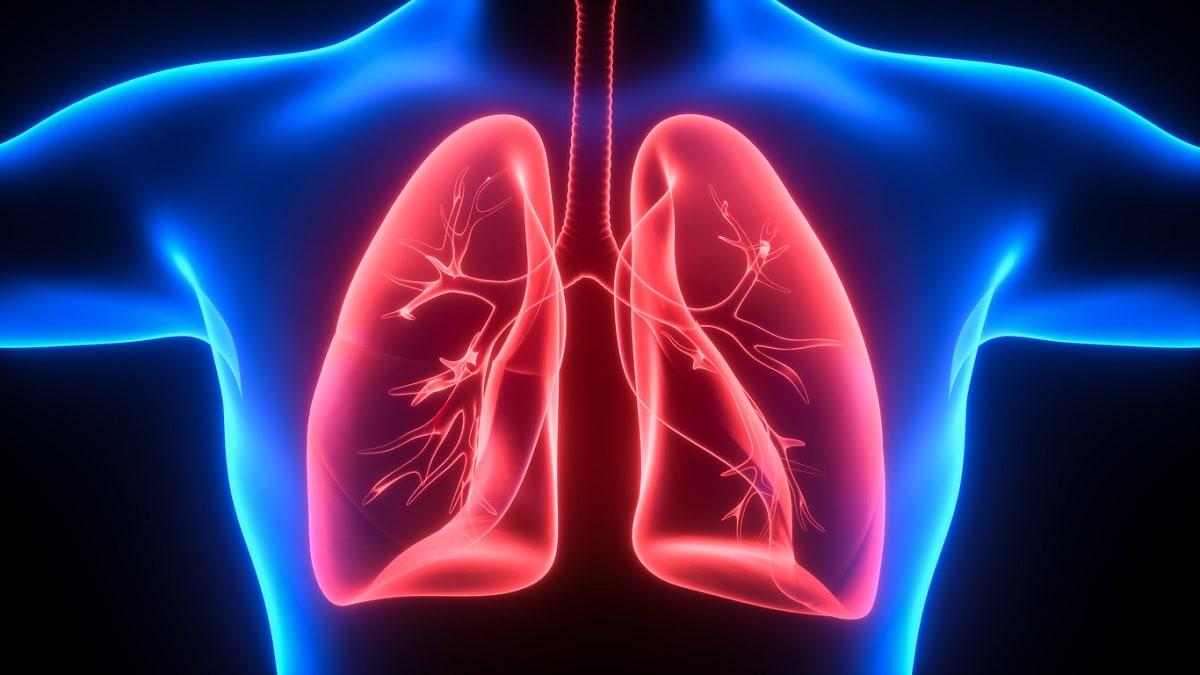 Ilustración médica de los pulmones