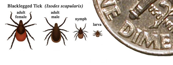 Lyme disease ticks (CDC image)