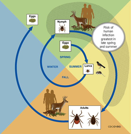 how soon do dogs show symptoms of lyme disease