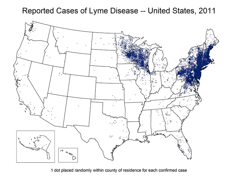 Map of the United States showing reported cases of Lyme Disease 2011. Cases are concentrated in the north east region of the country.