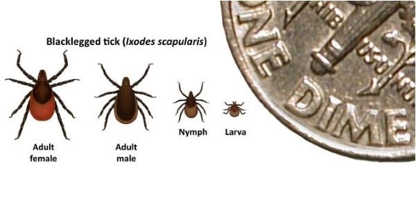 All life stages of Ixodes scapularis—larva, nymph, adult male, and adult female. Dime in corner for scale.