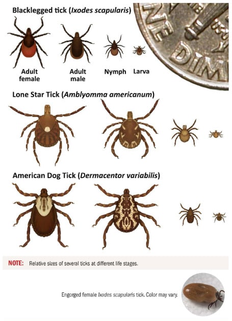 Life stages for Blacklegged ticks, Lone star ticks, and American dog ticks.
