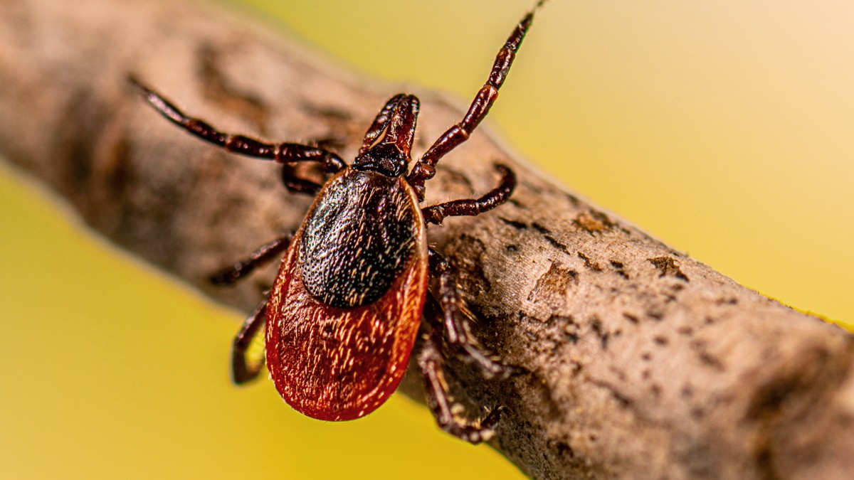 An adult female blacklegged tick questing on a stick.