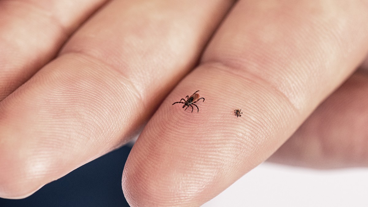 Two blacklegged (deer) ticks sitting on an index finger. Adult female tick (left) and nymphal tick (right).