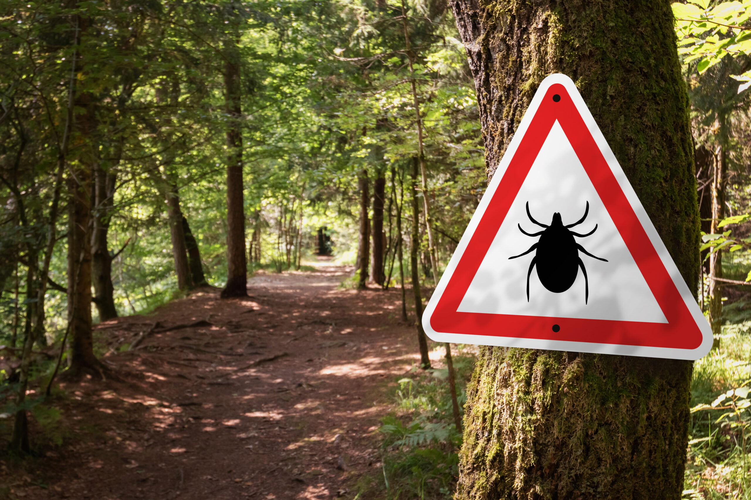 Image shows a hiking trail in the forest with a triangular sign with a tick on it in the foreground nails to a tree