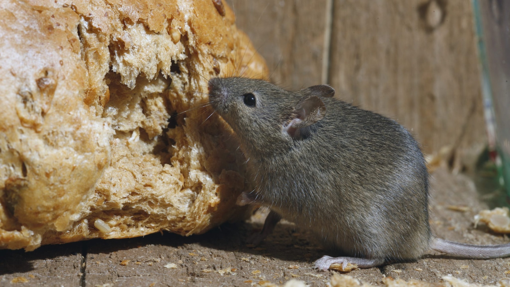 house mouse eating bread