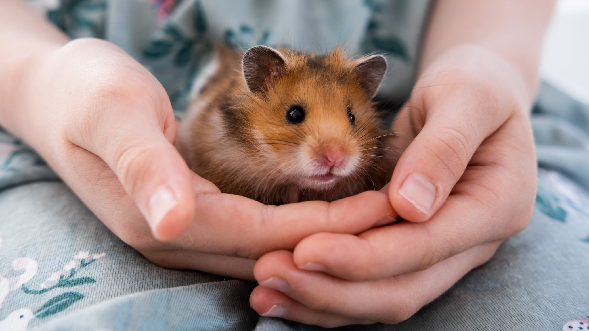 pet hamster being held in a child's hands