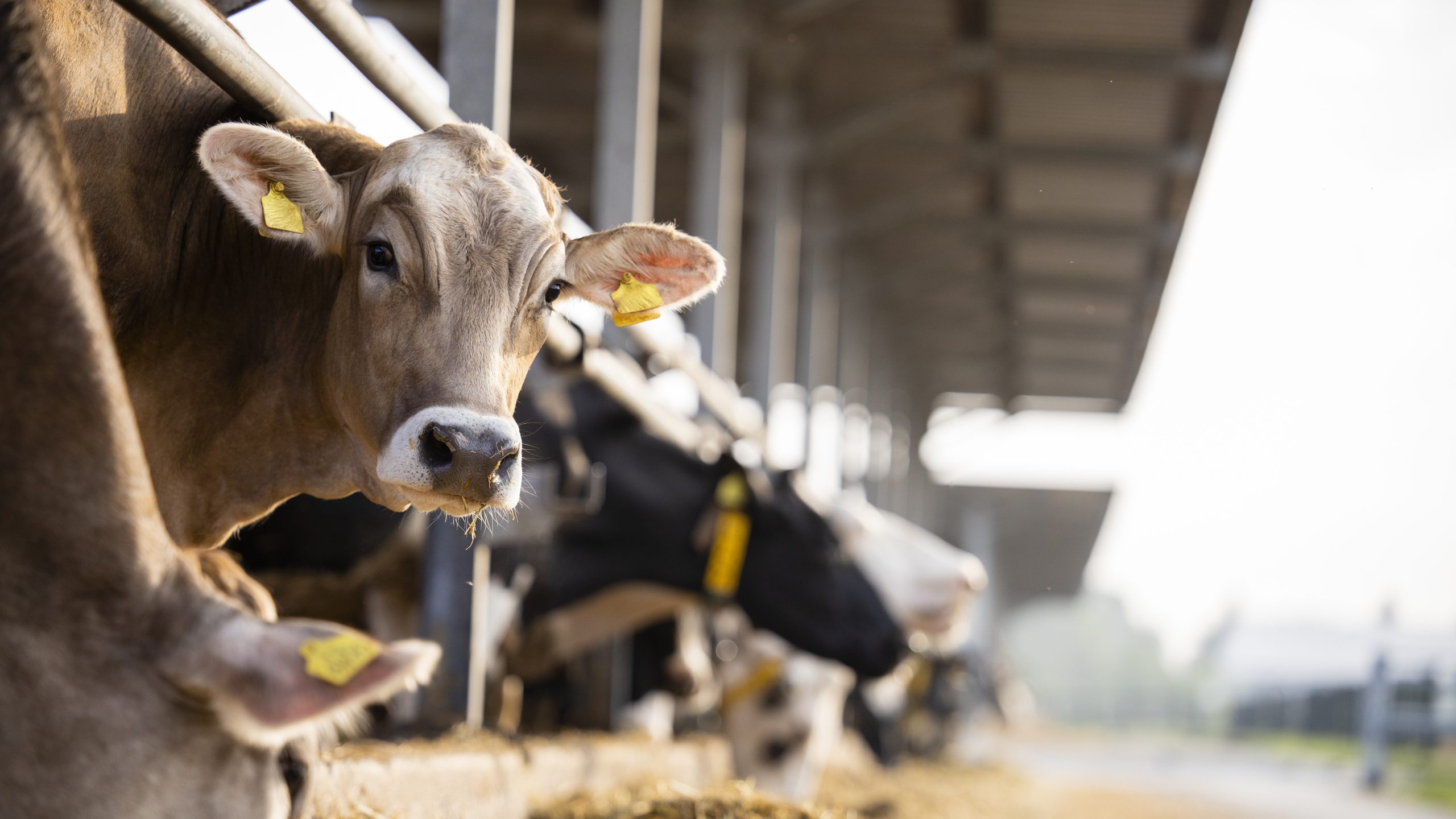 A brown cow looks out of a stall on a cattle farm.