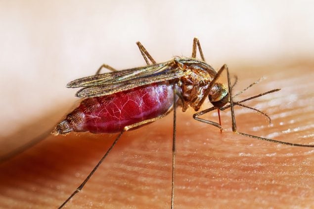 An adult female Anopheles quadrimaculatus, seen here taking a blood meal, is capable of spreading the malaria parasite to humans