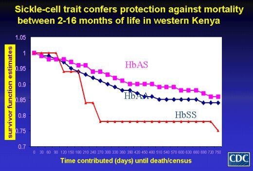 Graph of survival curves ("survival function estimates") of children HbAA, HbAS or HbSS. Those who were HbAS had a slight survival advantage over HbAA, with HbSS faring the worst. Sickle cell trait confers protection against mortality between 2-16 months of life in western Kenya.
