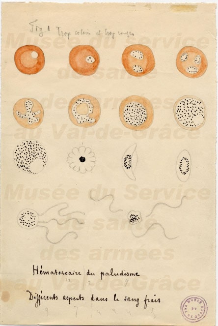 Illustration drawn by Laveran of various stages of malaria parasites as seen on fresh blood