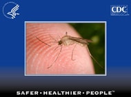 Powerpoint slide of Anopheles freeborni mosquito pumping blood