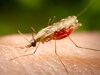 This podcast gives an overview of malaria, including prevention and treatment, and what CDC is doing to help control and prevent malaria globally.