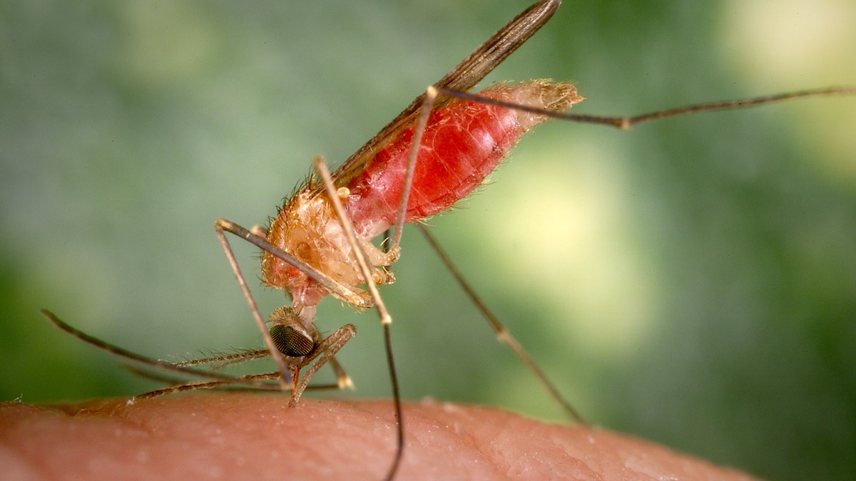 A female Anopheles mosquito feeds on a human.