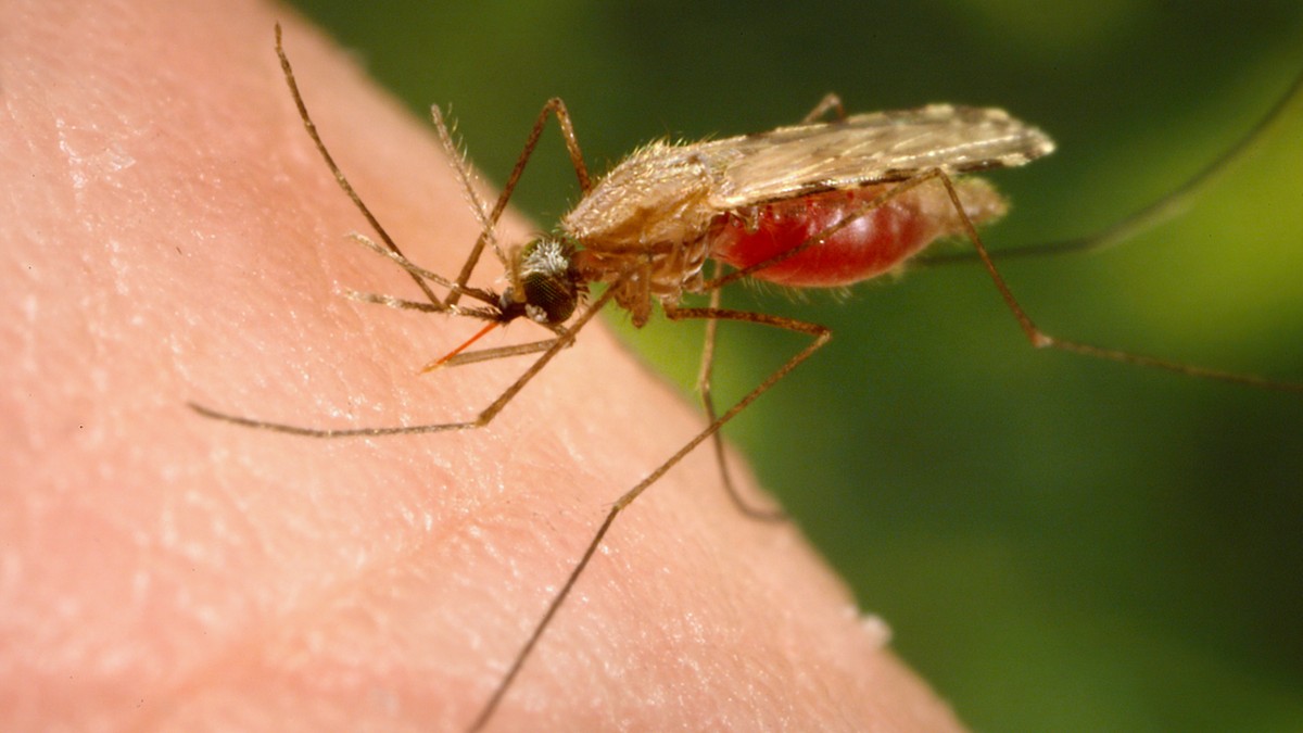 Lateral view of a feeding female Anopheles minimus mosquito.