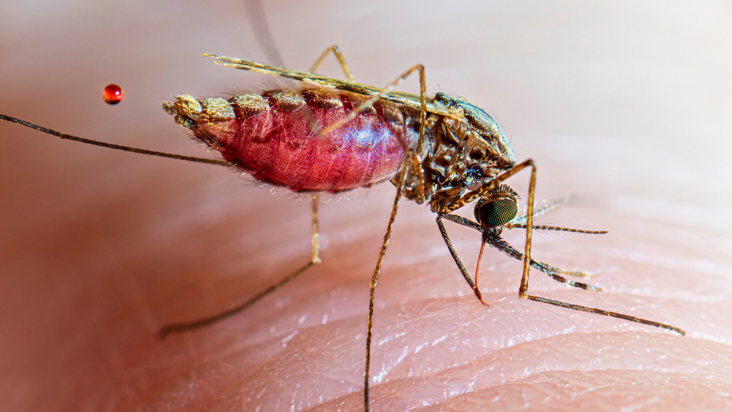 An Anopheles mosquito feeds on a human.