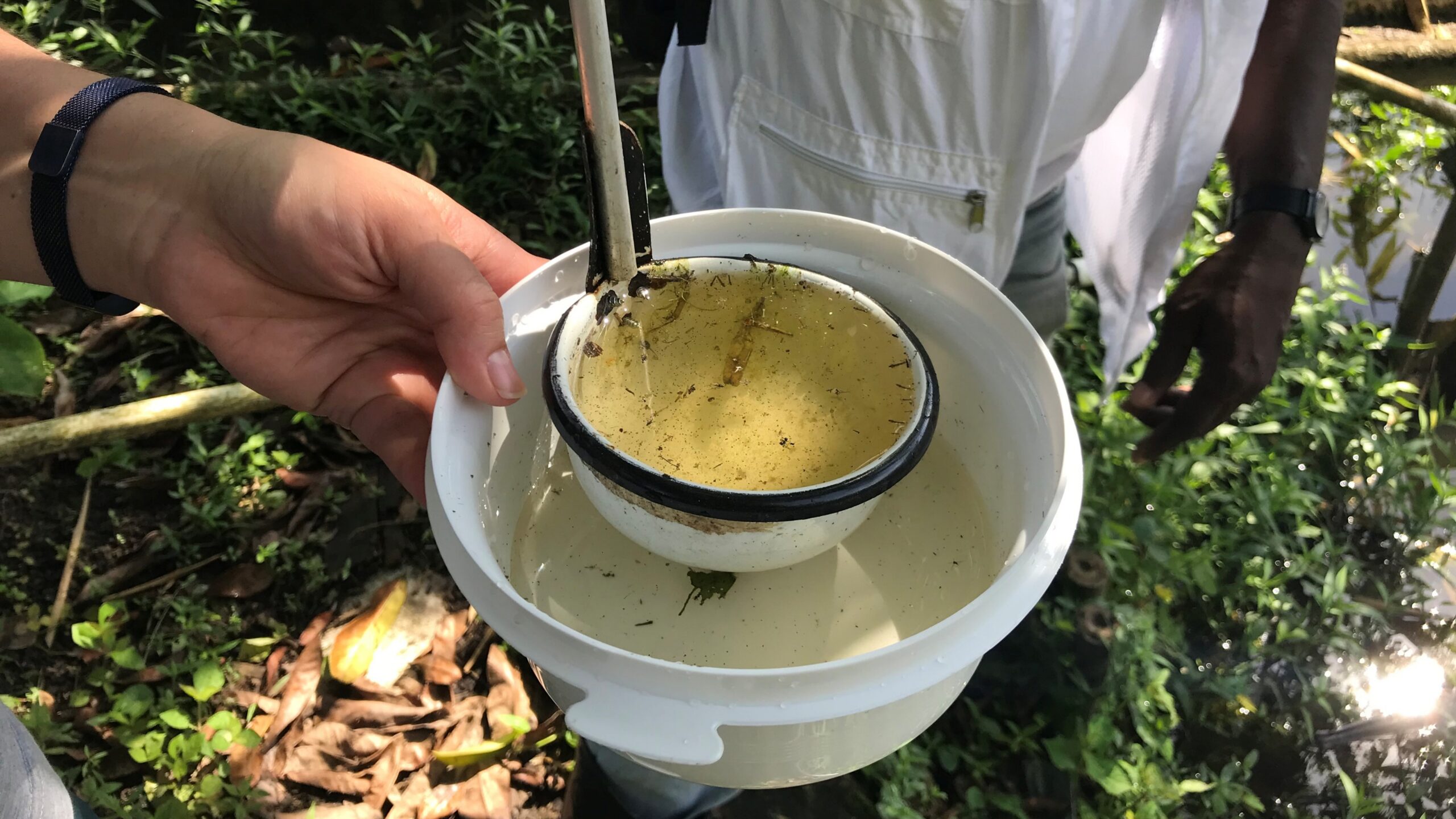 A technician scoops Anopheles mosquito larvae.