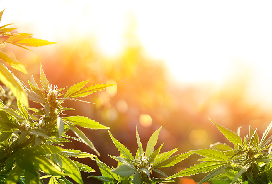 Cannabis with flowers at sunset