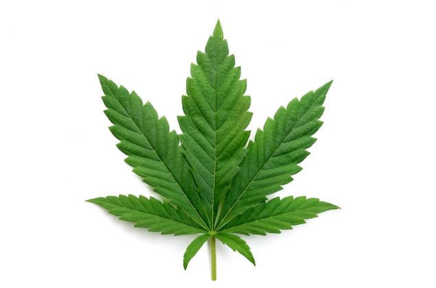 Extraer semillas de una Planta de Marihuana